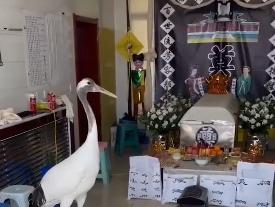 87歲老人去世靈堂飛來“仙鶴”網(wǎng)友直呼“仙鶴相送，駕鶴西游”