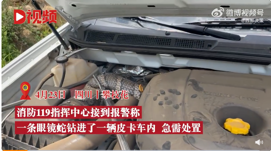 3米長(zhǎng)眼鏡蛇鉆進(jìn)車輛引擎蓋被卡 網(wǎng)友直呼“消防員真是太厲害了”