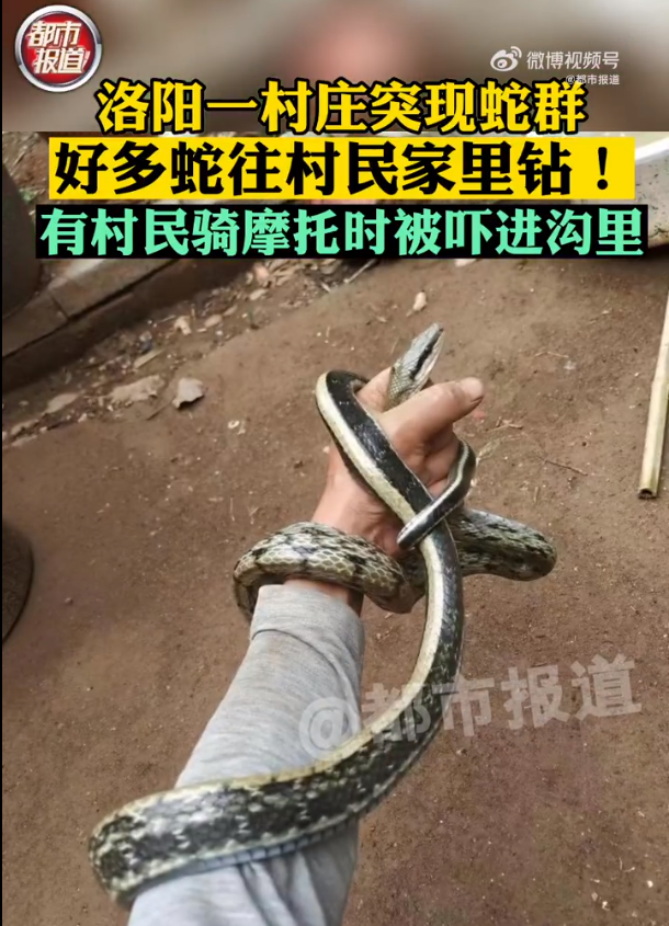 洛陽一村莊遭大量蛇進村入侵 氣溫逐漸回暖蛇結(jié)束冬眠
