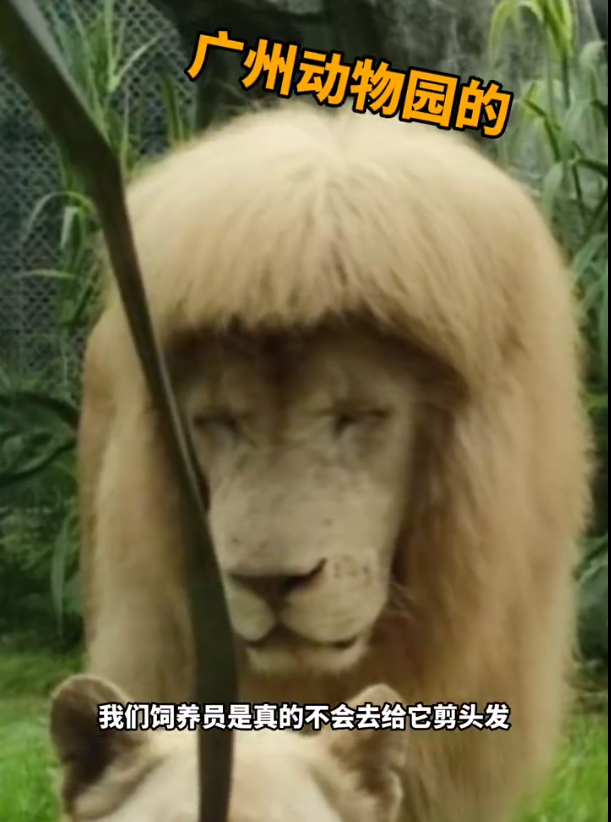 廣州動(dòng)物園的獅子留了個(gè)齊劉海 網(wǎng)友“哈哈！這該死的魅力”