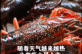 小龍蝦每斤跌破10元 價格明顯回落 6人結(jié)伙偷80斤龍蝦吃完后落網(wǎng)