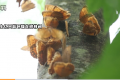 云南金平即將迎來蝴蝶大爆發(fā) 幾種珍貴種類的蝴蝶也在這